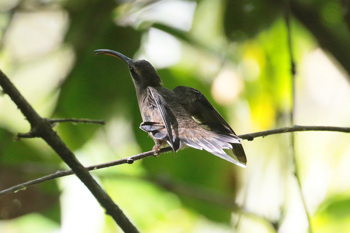 Long-tailed Hermi